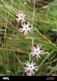 Image result for Silene burchellii