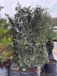 Image result for Podocarpus
