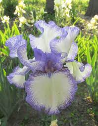 Violet Lace Tall Bearded Iris Iris Flowers Bearded Iris Rhizome