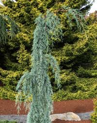 Image result for Cupressus arizonica