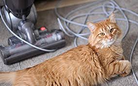 Check spelling or type a new query. Bagaimana Cara Menghilangkan Menyucikan Benda Yang Terkena Kencing Kucing Nyantri Yuk