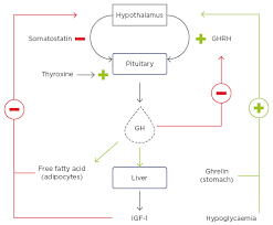 The gene for human growth hormone (hgh) is isolated from human pituitary gland. Growth Hormone And Metabolic Homeostasis Emj Reviews