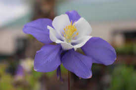 Native colorado flowers for bees. Native Plants For Colorado Wildlife Fort Collins Nursery