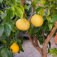 Unlike classic impatiens plants, which are shade lovers, new guinea impatiens flowers tolerate up to half a day of sun in most parts of the cou Bergamot Oscar Tintori Nurseries Worldwide Citrus Plants
