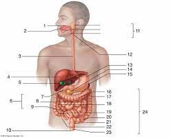 Ats 7th Grade Digestive System Label 2 Diagram Quizlet