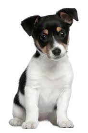 Nourish pet care & pet store is near you for in store shopping, curbside and local delivery. Kriser S All Natural Pet Supply Store Picks Houston For First Texas Location Houston Business Journal Rat Terrier Dogs Jack Russell Rat Terrier Puppies