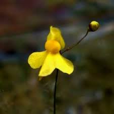 Image result for Utricularia sp.no.1