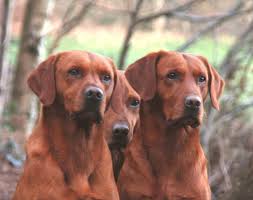 Real Reds Dogs Lab Dogs Dog Cat