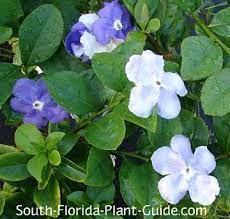 Yesterday Today And Tomorrow Florida Plants Fragrant Flowers Blue Flower Arrangements