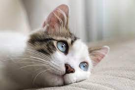 The cats i have had who stared at me, usually did so because i think they were trying to tell me to feed them. How To Tell Which Cat Is Dominant