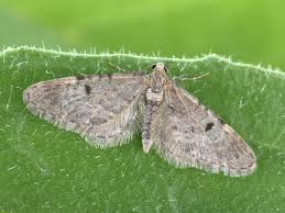 Image result for Eupithecia indigata
