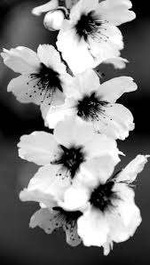 Aesthetic Black And White Flower Background Pin By Leah Bender On Beauty Of Flowers Trees Black And White Flowers White Photography White Cherry Blossom