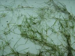 Image result for Zannichellia palustris