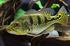 Berikut kami akan mengulas, beberapa jenis ikan predator yang sering dipelihara masyarakat indonesia sebagai ikan hias. 12 Ikan Predator Ini Bisa Dipelihara Di Rumah Ada Yang Berasal Dari Sungai Amazon Rumah123 Com