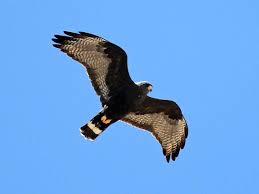 Birds Of Prey Texas Hill Country Zone Tailed Hawk Buteo Albonotatus By Searchnetmedia Bird Life List Birds Wild Birds