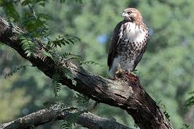 Most juveniles are able to catch their own food 6 to 7 weeks after leaving the nest. Young Hawks Found Dead Injured On Campus Cornell Chronicle