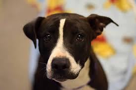 Dedicated to pet health and. Pima Animal Care Center Launches Go Big And Go Home Adoption Event Local News Tucson Com