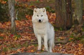 We did not find results for: 500 Best Wolf Photos 100 Free Download Pexels Stock Photos