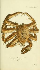Bd 8 Plates 1785 Gemeinnuzzige Naturgeschichte Des Thierreichs Biodiversity Heritage Library Historia Natural Ilustracoes Crustaceos