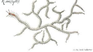 Image result for Polychaeta spp.