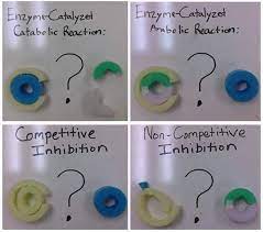 Modeling Enzyme Action Http Www5 Bluevalleyk12 Org Mohn Ap Enzyme Modeling Activity Hour 3 Biology Resources High School Science Teaching Career