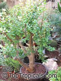 All the primary plants used for bonsai. Portulacaria Afra Elephant S Food Elephant Bush Baby Jade Crassula Portulacaria Toptropicals Com
