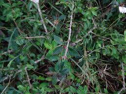 Image result for Blepharis maderaspatensis