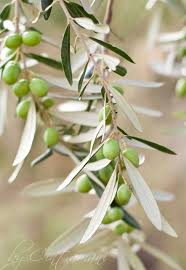 Green Olives Flickr Photo Sharing Olive Gardens Green Olives Olive Tree