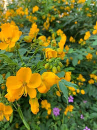 Image result for Senna occidentalis