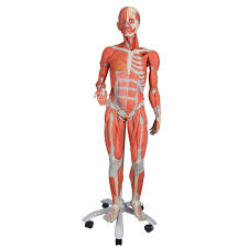 • sensitive organ important in female sexual response. Muscle Figure Female W Out Organs 23 Part 3b Scientific 1013882 B51