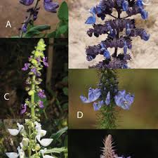 Image result for Equilabium laxiflorum