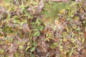 Image result for Commiphora kua