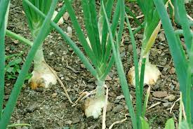 We did not find results for: Onion Growing Tips Harvest To Table