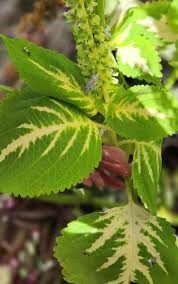 Image result for Coleus scutellarioides