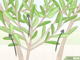 Check spelling or type a new query. How To Prune An Olive Tree 14 Steps With Pictures Wikihow