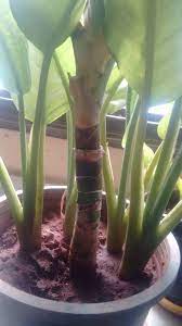 Allow the medium to dry between waterings and avoid using cold water. Mushy Aglaonema Stem With Browning Leaf Tips Answer Asap Please Gardening Landscaping Stack Exchange