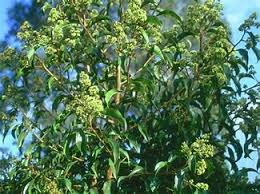 Image result for Heteropyxis natalensis