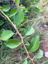 Image result for Scolopia zeyheri