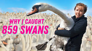 There are six living and many extinct species of swan; How To Catch 859 Swans Youtube