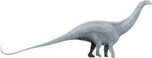 Brontosaurus, large herbivorous sauropod dinosaur living during the late jurassic and early cretaceous epochs (163.5 million to 100.5 million years ago). Brontosaurus Wikipedia