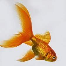 The Basics Of Goldfish Care Goldfish Care Pet Goldfish Goldfish