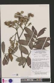 Image result for Aporrhiza