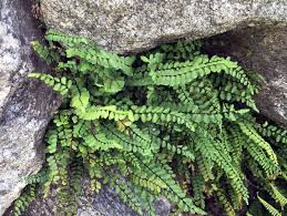 Image result for Asplenium stuhlmannii