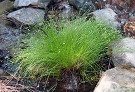 Image result for Isolepis prolifera