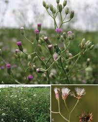 Image result for Vernonia sutherlandii