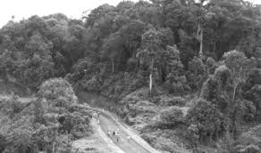 Image result for Mimulopsis excellens