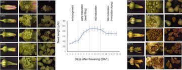 Image result for Xerophyta humilis