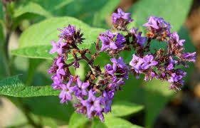 Image result for Heliotropium lineare