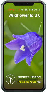 Maybe you would like to learn more about one of these? Wild Flower Id Uk With Photo Recognition Sunbird Images