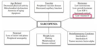 Sarcopenia Muscle Loss And Vitamin D